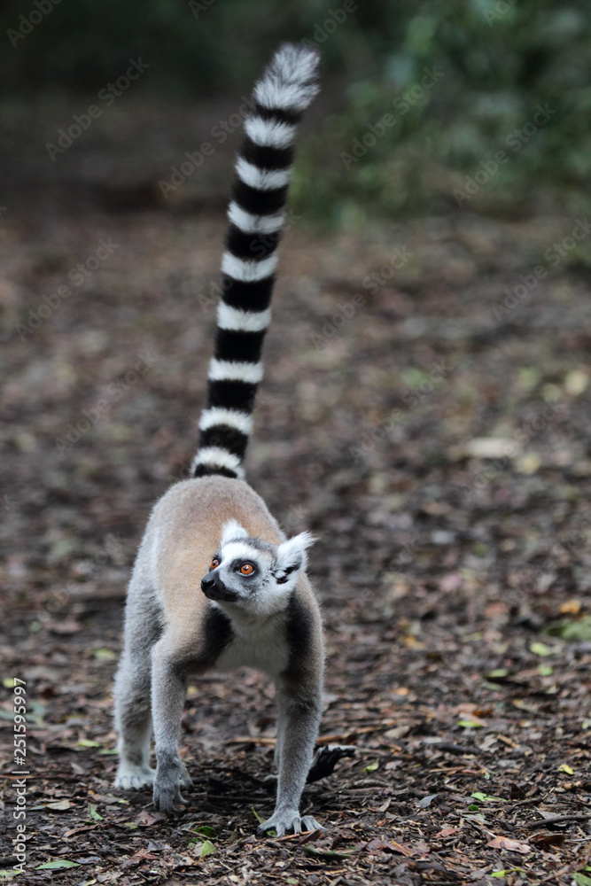 Ring-tailed lemur (Lemur catta) walking on the forest floor.
