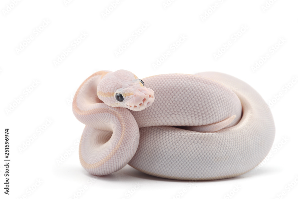 Fototapeta premium Snake Ball python isolated on white background