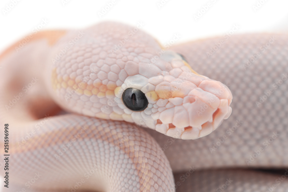 Fototapeta premium Snake Ball python isolated on white background