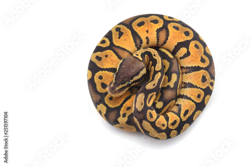 Snake Ball python isolated on white background