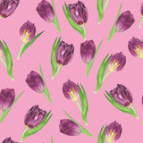 Spring tulips. Watercolor flower seamless pattern on pink background.