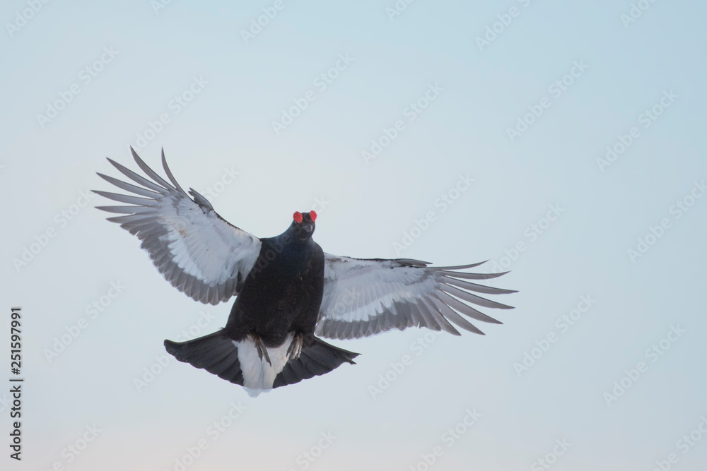 Fototapeta premium gallo forcello