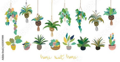 Urban interior house plants in decorative pots, macrame hanger vector illustration. Hand drawn art succulents cacti ficus tropical plants in scandinavian minimal style. Set collection isolated.