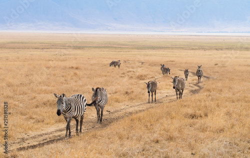 Plains Zebra  Equus quagga  also known as the common zebra or Burchell s zebra   in Ngorongoro Crater in Tanzania  Africa.