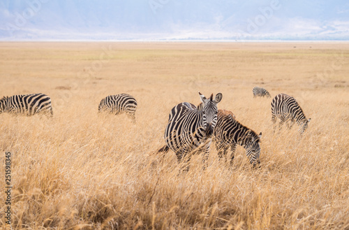 Plains Zebra  Equus quagga  also known as the common zebra or Burchell s zebra   in Ngorongoro Crater in Tanzania  Africa.