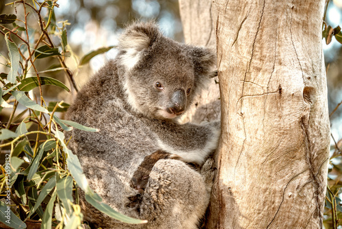 Fototapeta Naklejka Na Ścianę i Meble -  Koala on a tree, Australia