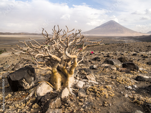 Obraz na płótnie Landscape in Arusha Region in the North of Tanzania, Africa. Adenium obesum tree in the foreground, Ol Doinyo Lengai active volcano in the background. Wide angle. w salonie