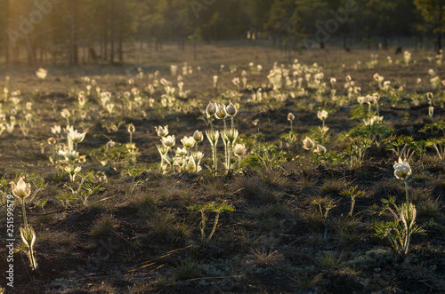 Blooming pasqueflower in a forest glade. © Eugene