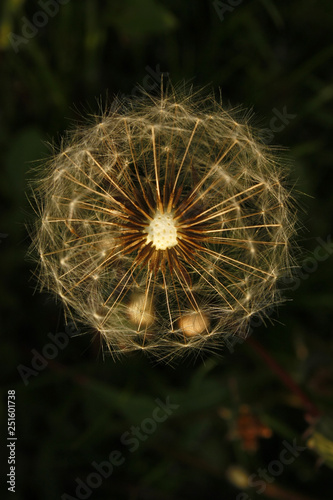 Close up of Dandelion Seed Puffs with a blurred background. photo