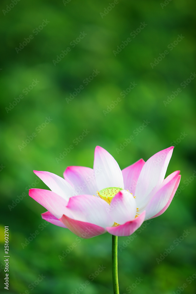 beautiful blooming lotus flower with green background beautiful blooming lotus flower with green background