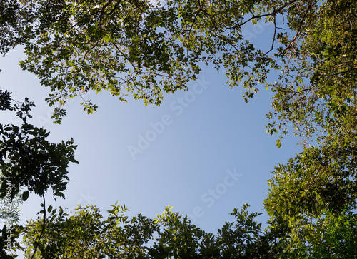 Beautiful green leaves.