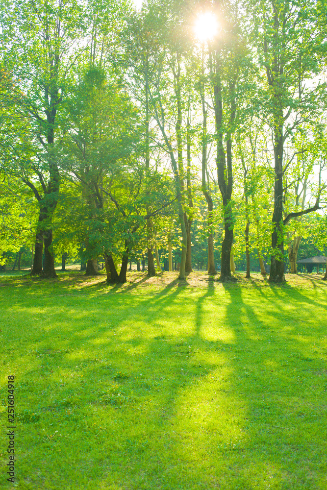 Fototapeta premium słoneczny ogród