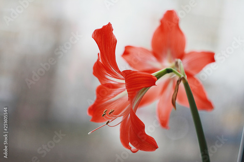 Beautiful red flowers of hippeastrum of the genus Amaryllidaceae (hippeastrum striatum)