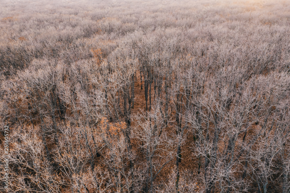 Aerial view of the texture of the deciduous forest at sunset day in the winter in the mountains. Bare crowns of trees taken from a drone. Branches of trees without leaves, snow Aerial view of the texture of the deciduous forest at sunset day in the winter in the mountains. Bare crowns of trees taken from a drone. Branches of trees without leaves, snow