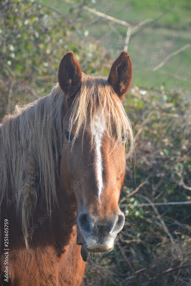 Obraz premium caballos pastando