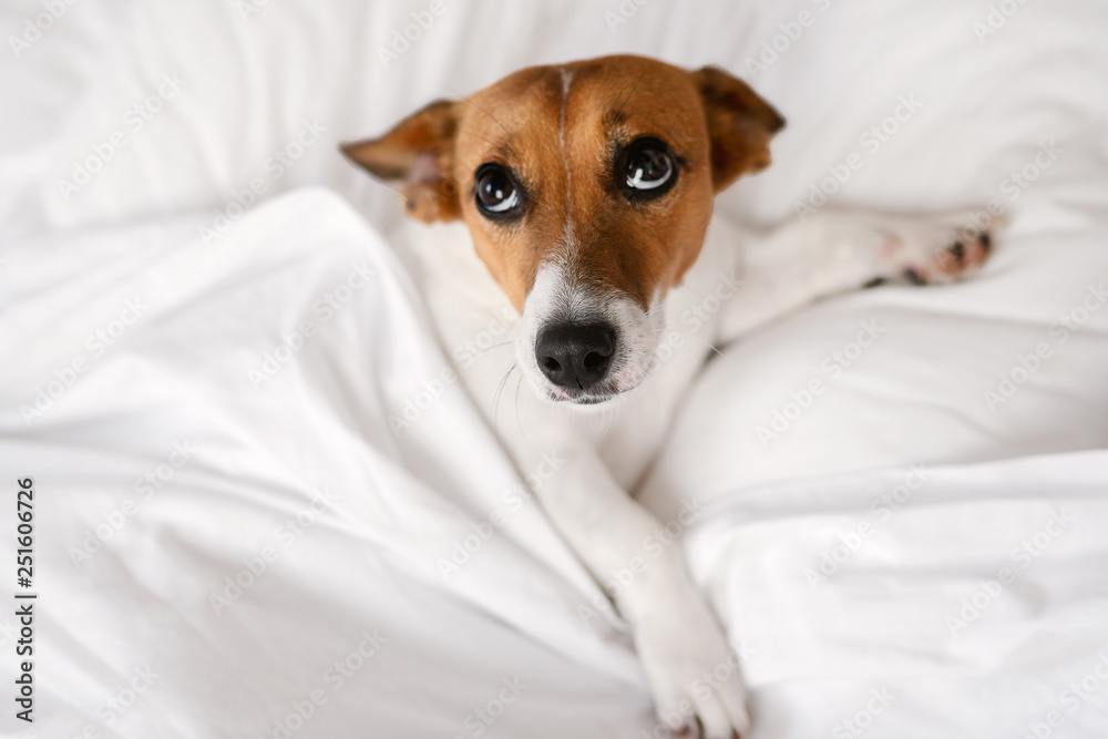 Portrait of a dog breed Jack Russell Terrier, which is lying on a bed on a white bed in a resort hotel. Mimicry dogs. Happy pet Portrait of a dog breed Jack Russell Terrier, which is lying on a bed on a white bed in a resort hotel. Mimicry dogs. Happy pet