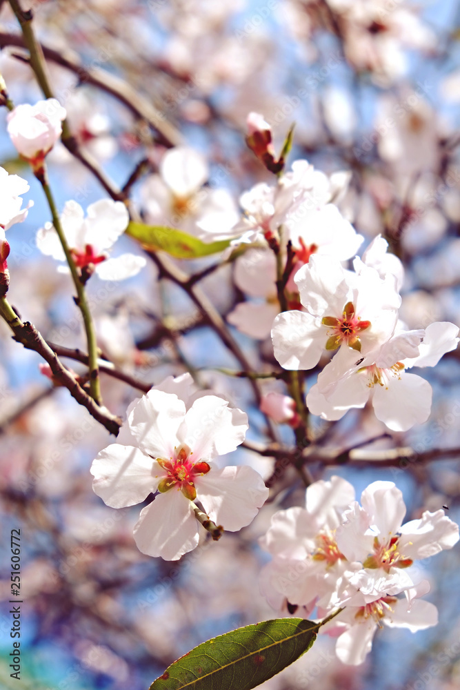 Beautiful spring time display of apple tree blossoms over clear blue sky background. Branches full of tender white flowerings, dense flower clusters. Background, close up, copy space, crop shot. Beautiful spring time display of apple tree blossoms over clear blue sky background. Branches full of tender white flowerings, dense flower clusters. Background, close up, copy space, crop shot.