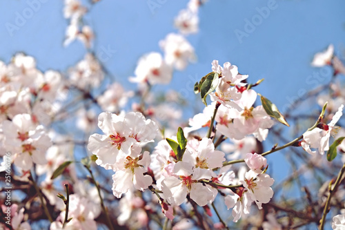 Beautiful spring time display of apple tree blossoms over clear blue sky background. Branches full of tender white flowerings  dense flower clusters. Background  close up  copy space  crop shot.