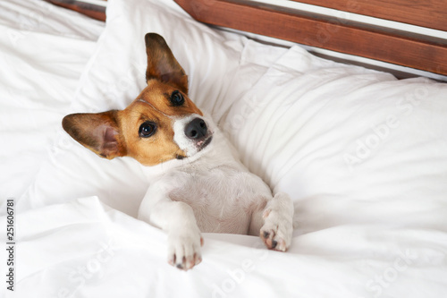 Portrait of a dog breed Jack Russell Terrier, which is lying on a bed on a white bed in a resort hotel. Mimicry dogs. Happy pet