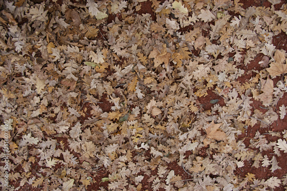 dry oak leaves on the ground. 