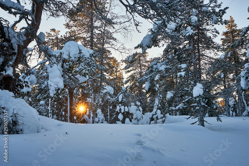 Sun peeking through snowy trees