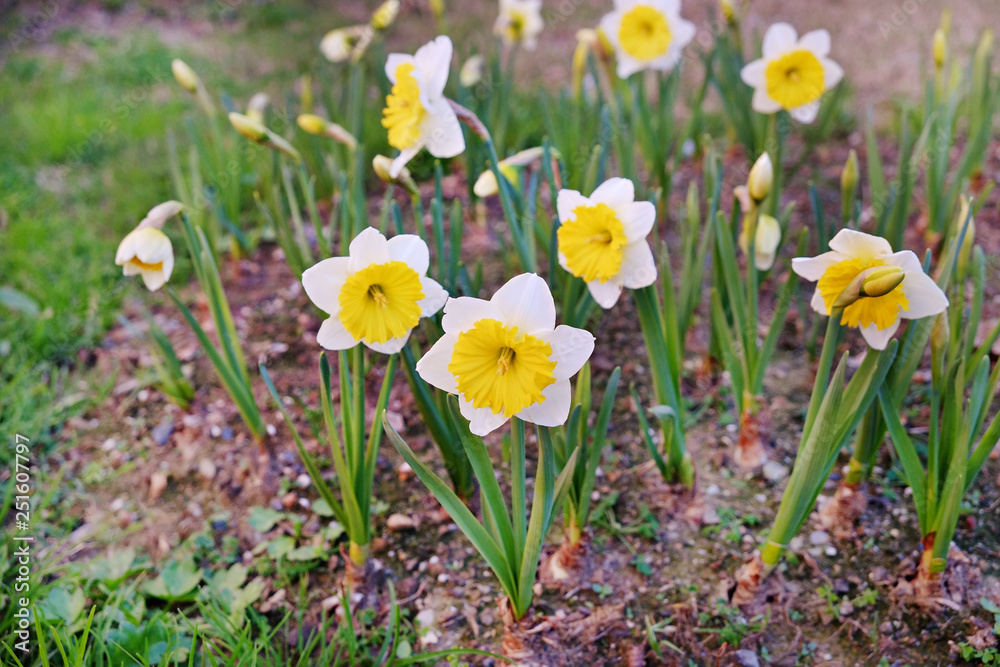Many blooming white dwarf daffodil flowers with green leaves growing in the garden. Young narcissus flower in fertile ground. Close up, copy space, background, macro shot. Many blooming white dwarf daffodil flowers with green leaves growing in the garden. Young narcissus flower in fertile ground. Close up, copy space, background, macro shot.