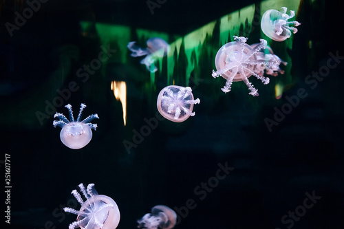 Jellyfish is flying in the aquarium. © Alvydas