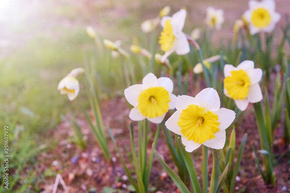 Many blooming white dwarf daffodil flowers with green leaves growing in the garden. Young narcissus flower in fertile ground. Close up, copy space, background, macro shot. Many blooming white dwarf daffodil flowers with green leaves growing in the garden. Young narcissus flower in fertile ground. Close up, copy space, background, macro shot.