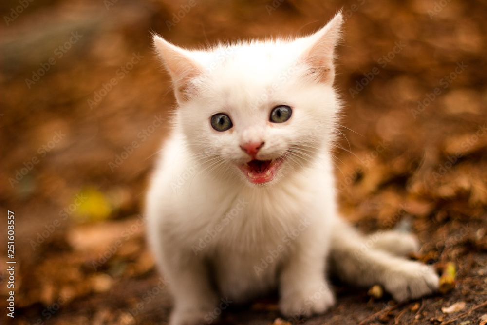 Little kitten walking outdoor on the fallen leaves in autumn Little kitten walking outdoor on the fallen leaves in autumn