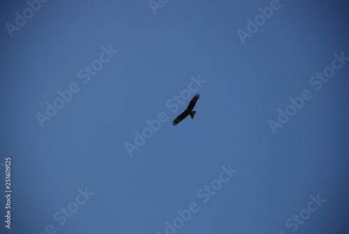 Golden eagle flying high in the clear blue sky