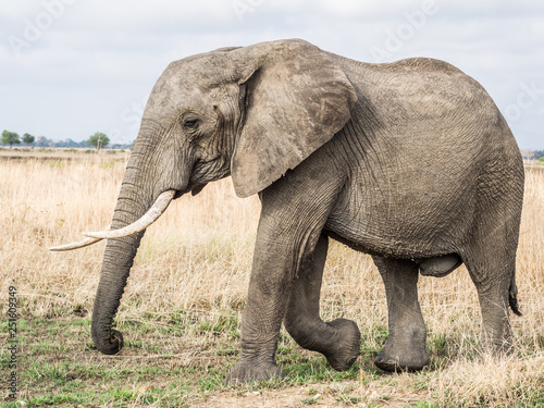 Big male elephant with canines walks on the savanna in Mikumi national park in Tanzania, East Africa. Landscape / horizontal orientation