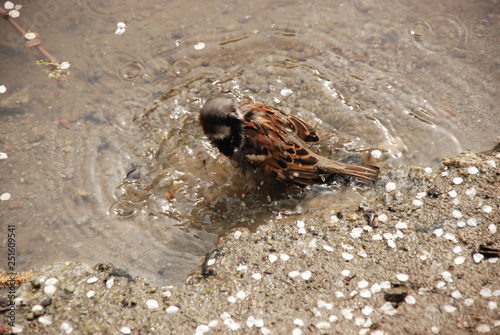 the sparrow taking spring bath in the water  standing on the sand bottom  surrounded by white sakura petals