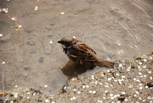 the sparrow taking spring bath in the water  standing on the sand bottom  surrounded by white sakura petals