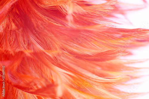 Beautiful orange-red colors tone feather texture background, trends color 