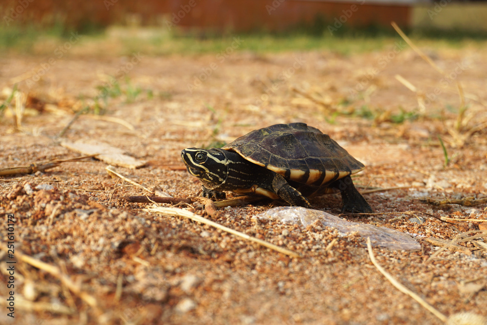 Fototapeta premium The turtle walked on the dry ground. 