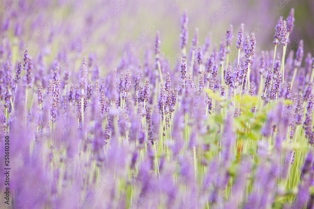 Evening light over purple flowers of lavender. Violet bushes at the center of picture. Lavender bushes closeup on evening light. Provence region of france.