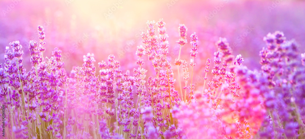 Fototapeta The lavender bushes closeup. Summer flowers on evening light. Aromatic herbs closeup. Blooming lavender at Provence region of france.