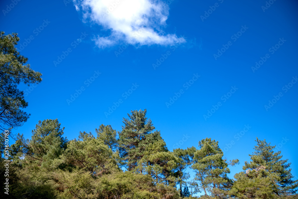 Fototapeta premium Pine trees against beautiful blue sky with clouds