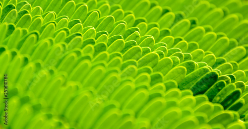 closeup leaf pattern