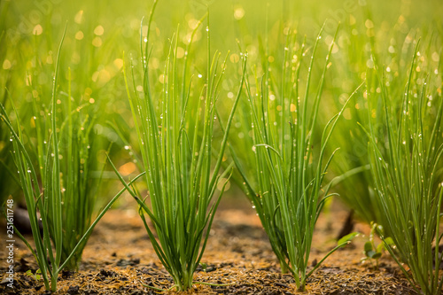 onion in soil