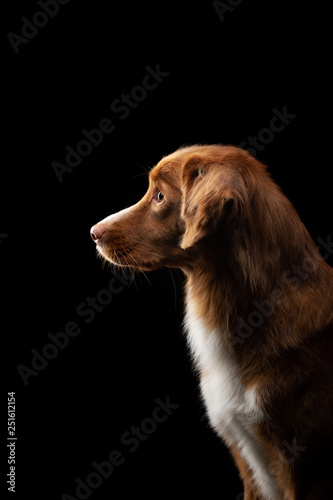 Fototapeta Naklejka Na Ścianę i Meble -  portrait of a dog on a black background. Nova Scotia Duck Tolling Retriever, Toller. Pet in the studio