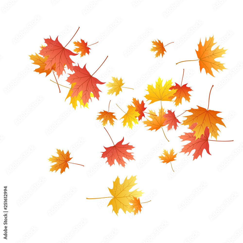 Maple leaves vector background, autumn foliage on white graphic design. Maple leaves vector background, autumn foliage on white graphic design.