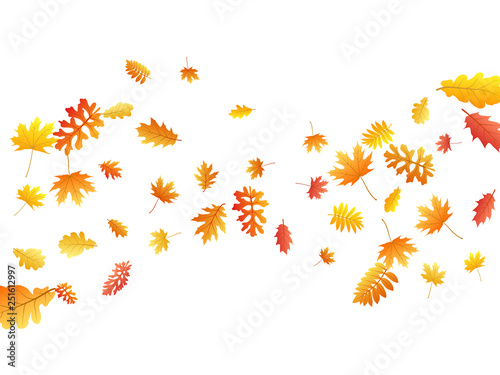 Oak  maple  wild ash rowan leaves vector  autumn foliage on white background.