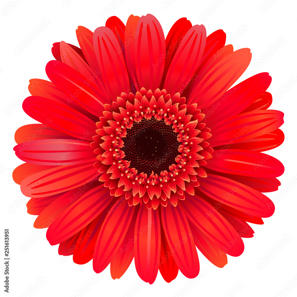 Vector Red Gerbera Vector Red Gerbera