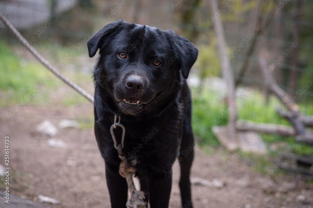 Black Labrador male on a leash