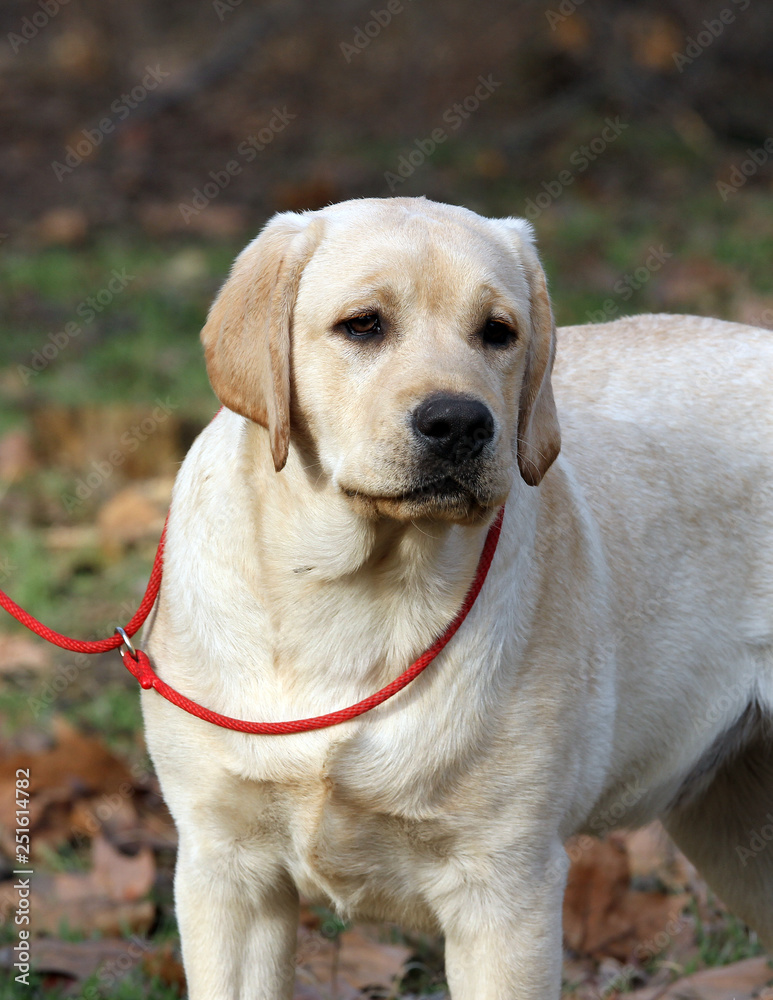 yellow labrador in the park