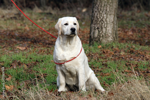 the yellow labrador in the park