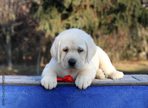 little labrador puppy on a blue background