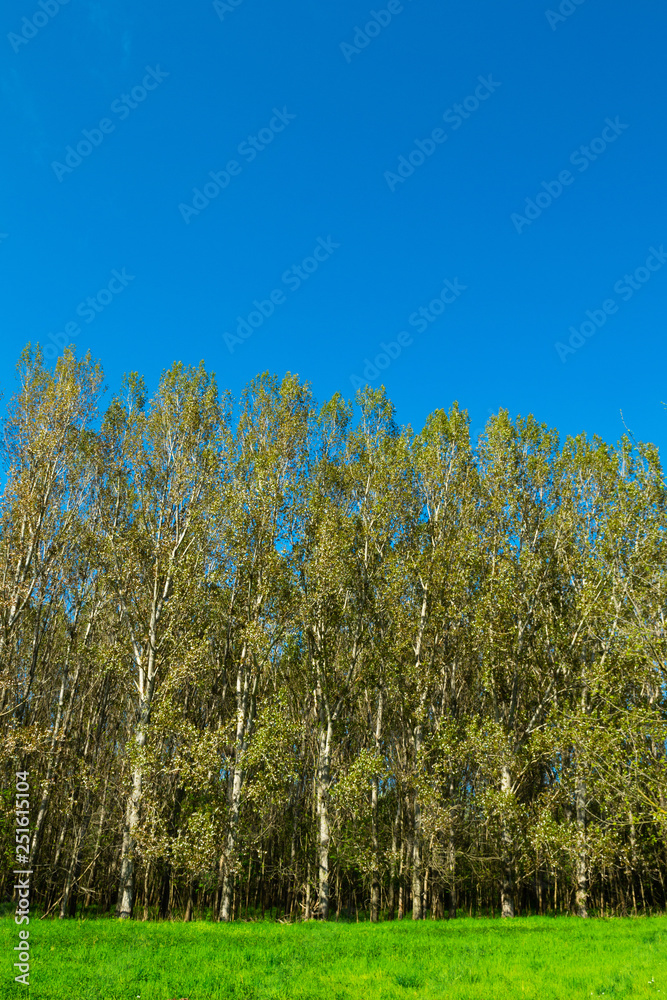 Φωτογραφία aspen plantation at edge of field, springtime