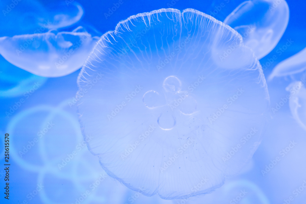 Obraz premium Small jellyfish in a decorative aquarium with blue backlight.